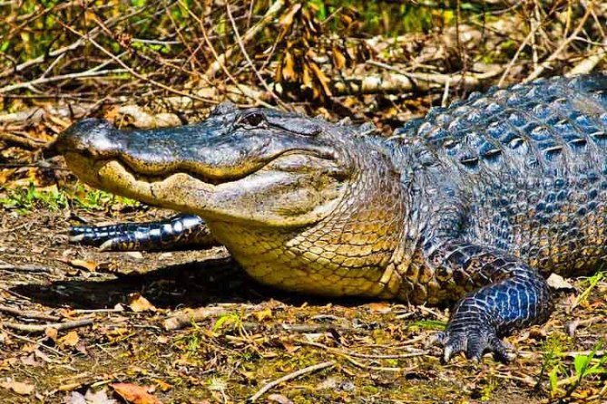 New Orleans Large Airboat Swamp Tour - Entering the Barataria-area waterways