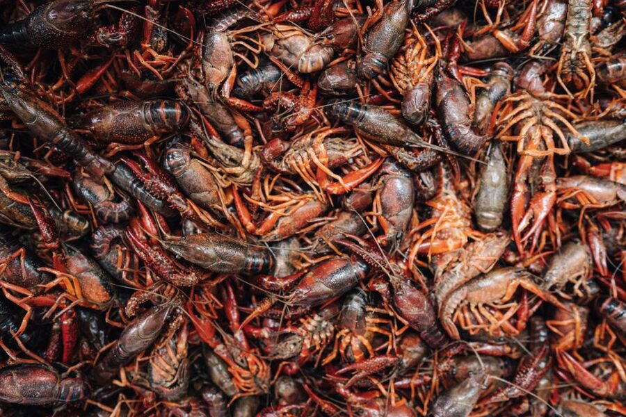 New Orleans' Lower Garden Food Tour - Five tasting stops, with more than a sample at each