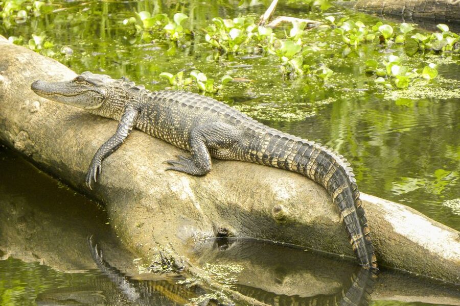 New Orleans Manchac Bayou Swamp Cruise W/ Optional Pick-Up - Checking in at Cajun Pride Swamp Tours
