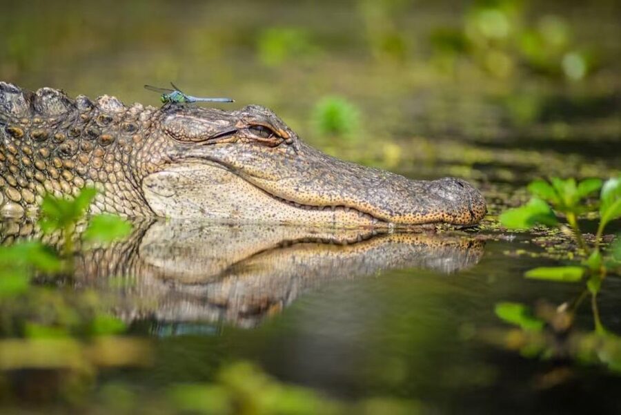 New Orleans: Manchac Magic Kayak Swamp Tour - Why Manchac is worth leaving New Orleans for