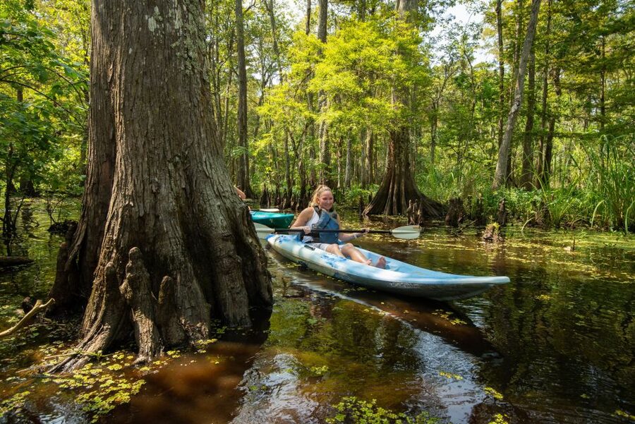 New Orleans: Manchac Magic Kayak Swamp Tour - Wildlife without a guarantee