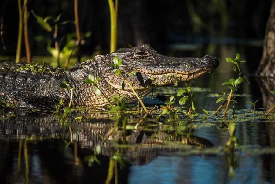 New Orleans: Manchac Magic Kayak Swamp Tour - Is $90 a fair price?