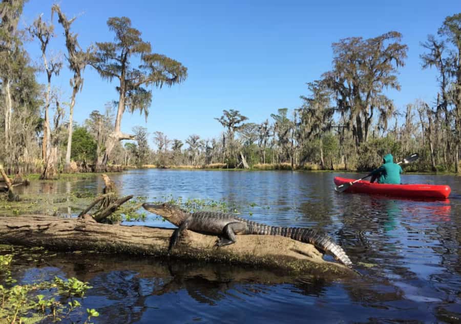 New Orleans: Manchac Swamp Wildlife Kayaking Tour - Paddling into narrow cypress channels