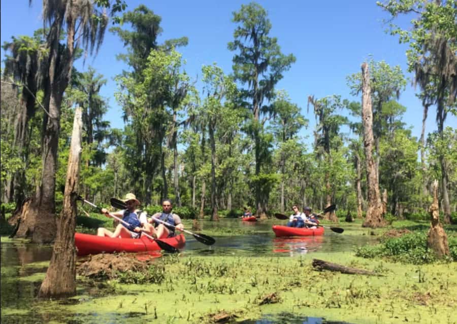 New Orleans: Manchac Swamp Wildlife Kayaking Tour - What the guides add to the outing