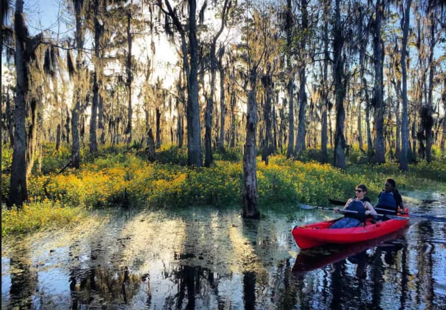 New Orleans: Manchac Swamp Wildlife Kayaking Tour - Weather, clothing, and comfort
