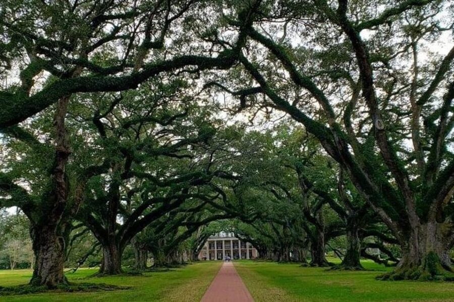 New Orleans: Oak Alley & Laura Plantation Tour w/Transport - My take on the full eight-hour schedule