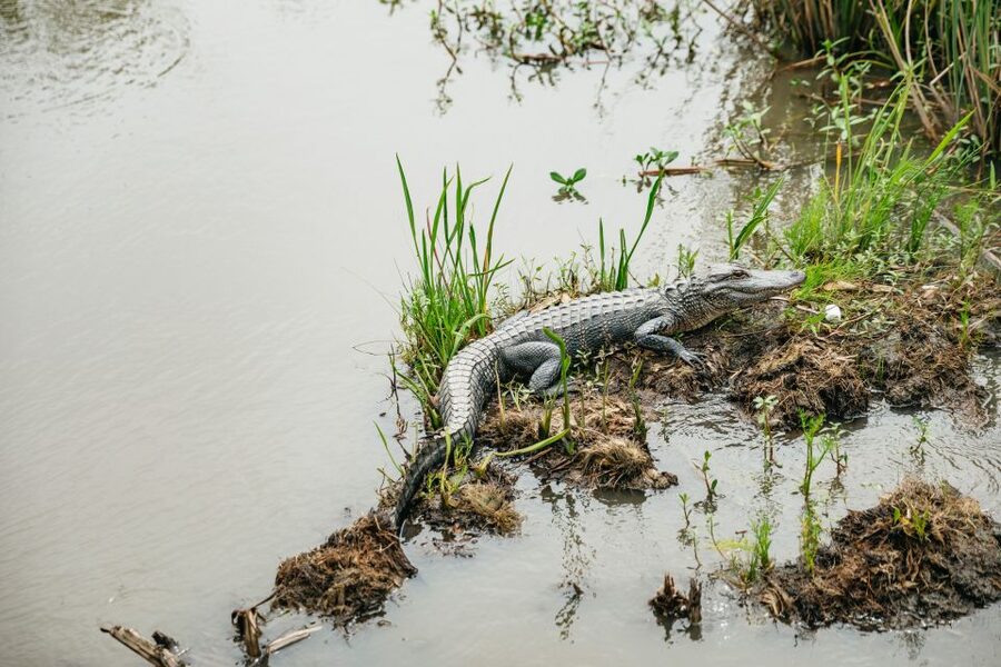 New Orleans: Oak Alley Plantation and Swamp Cruise Day Trip - Key points to know before booking