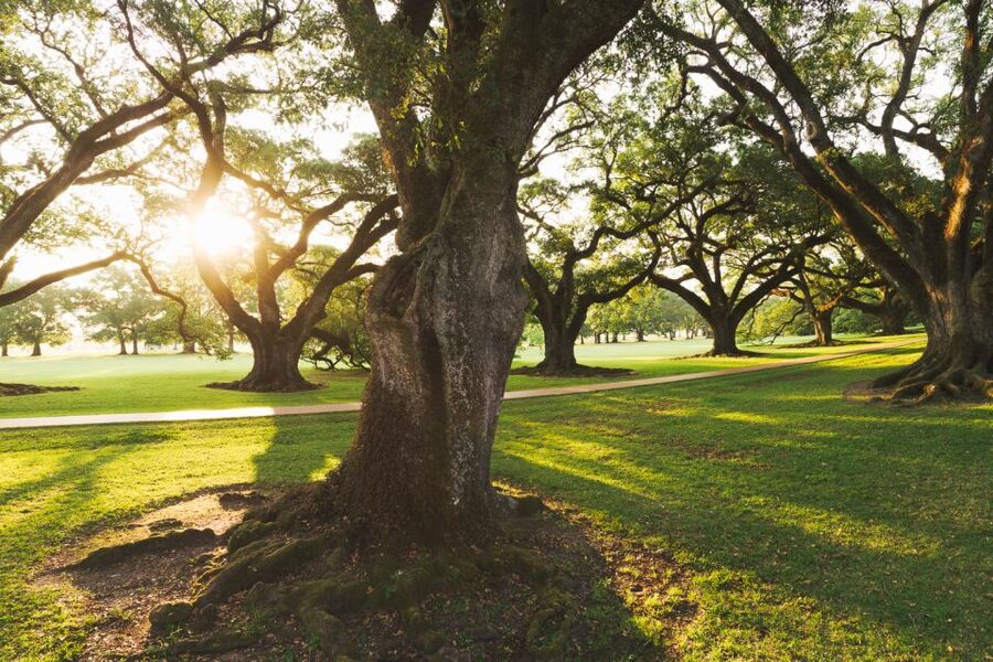 New Orleans: Oak Alley Plantation and Swamp Cruise Day Trip - The transfer to Louisiana’s bayous