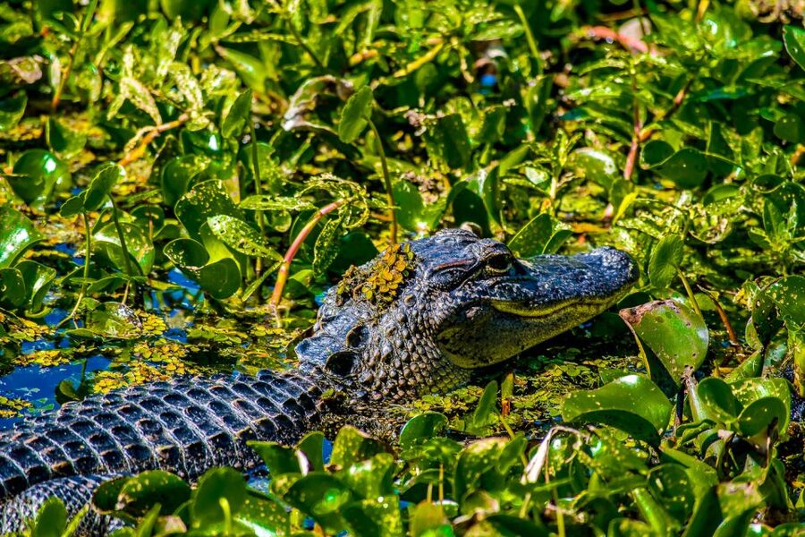 New Orleans: Oak Alley Plantation and Swamp Cruise Day Trip - Is $125 a fair price?