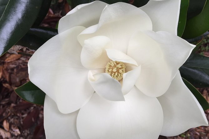 New Orleans Small-Group Garden District Walking Tour - Who will enjoy this walk most?