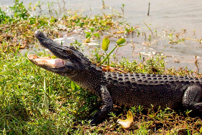 New Orleans Swamp and Bayou Alligator Tour - The guide makes the difference