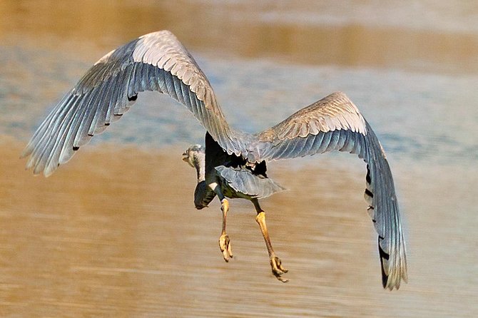 New Orleans Swamp and Bayou Alligator Tour - Is $35 a fair price?
