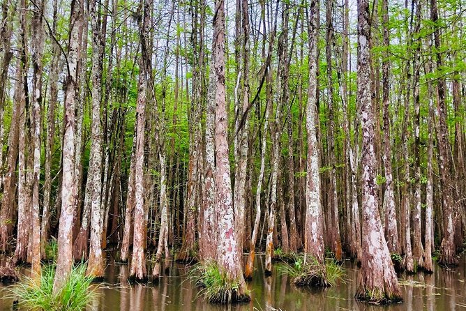 New Orleans Swamp and Bayou Boat Tour with Transportation - Is $70.12 a fair price?