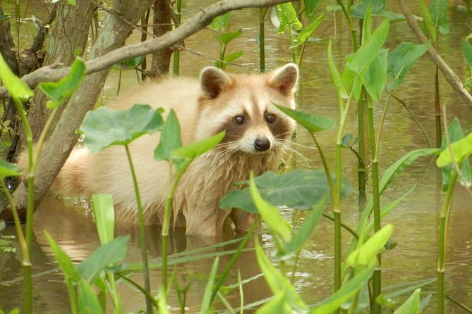 New Orleans Swamp and Bayou Boat Tour with Transportation - Who will enjoy this New Orleans swamp tour?
