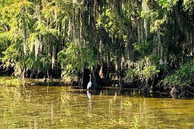 New Orleans Swamp Tour Boat Adventure - Is $35 a fair price?