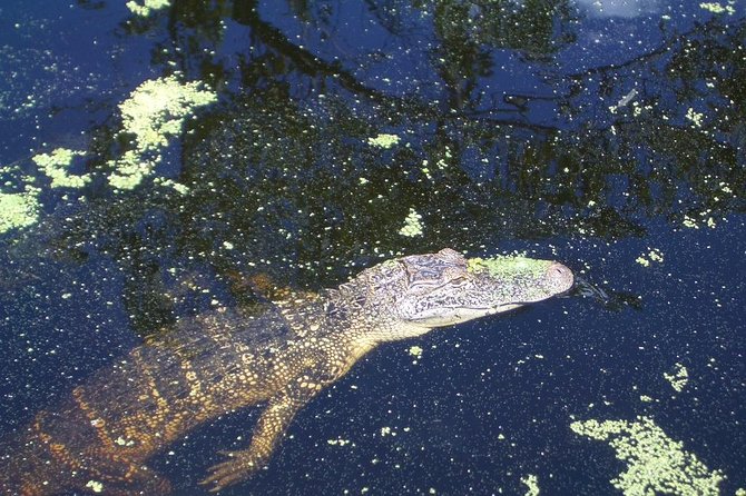 New Orleans Swamp Tour Boat Adventure with Transportation - Is the $60 Price Fair?