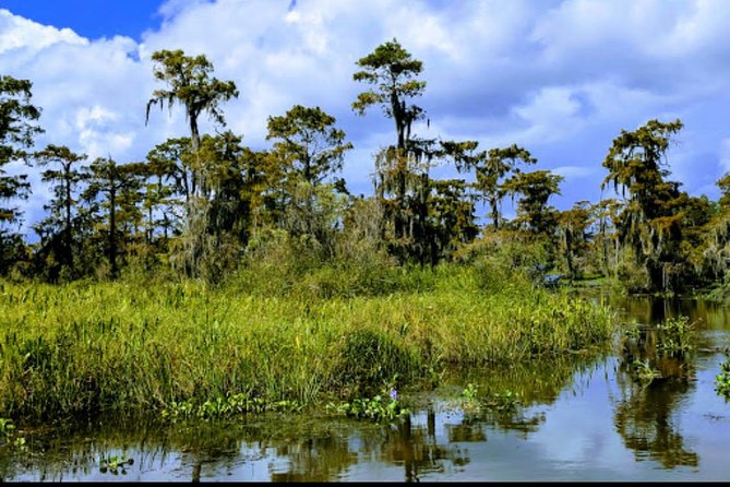 New Orleans Swamp Tour Boat Adventure with Transportation - Should You Book the Barataria Boat Tour?