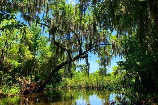New Orleans Swamp Tour Boat Adventure with Transportation - What You See at Barataria Preserve