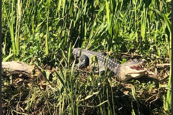 New Orleans Swamp Tour Boat Adventure - What the 100-minute boat ride is like