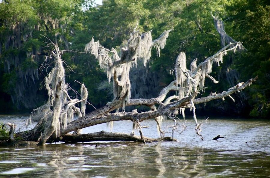 New Orleans: Swamp Tour on Covered Pontoon Boat - Who Will Enjoy This Swamp Tour Most