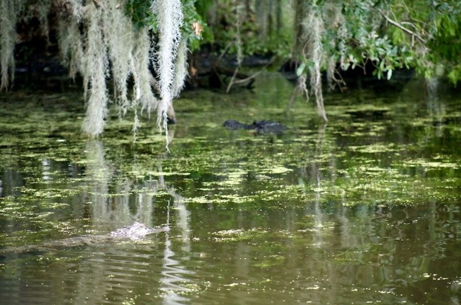 New Orleans: Swamp Tour on Covered Pontoon Boat - What the Covered Pontoon Ride Feels Like