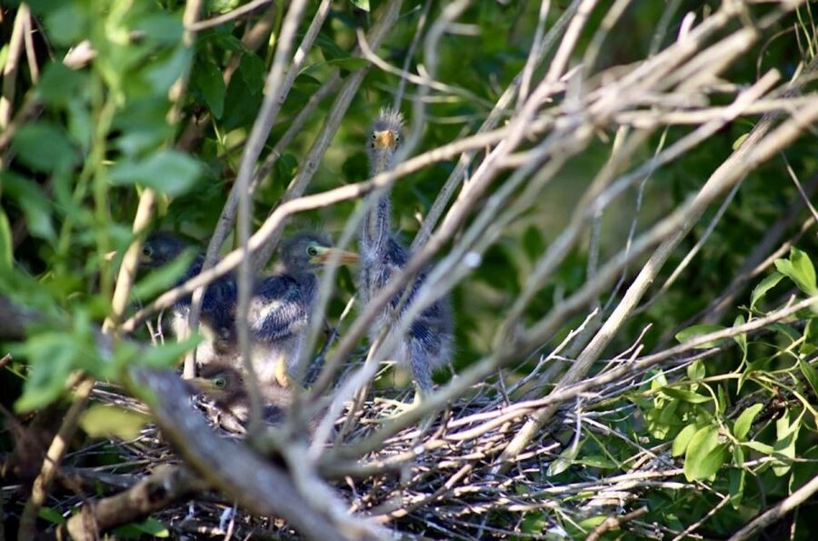 New Orleans: Swamp Tour on Covered Pontoon Boat - Watching for Alligators, Birds, and Bayou Surprises