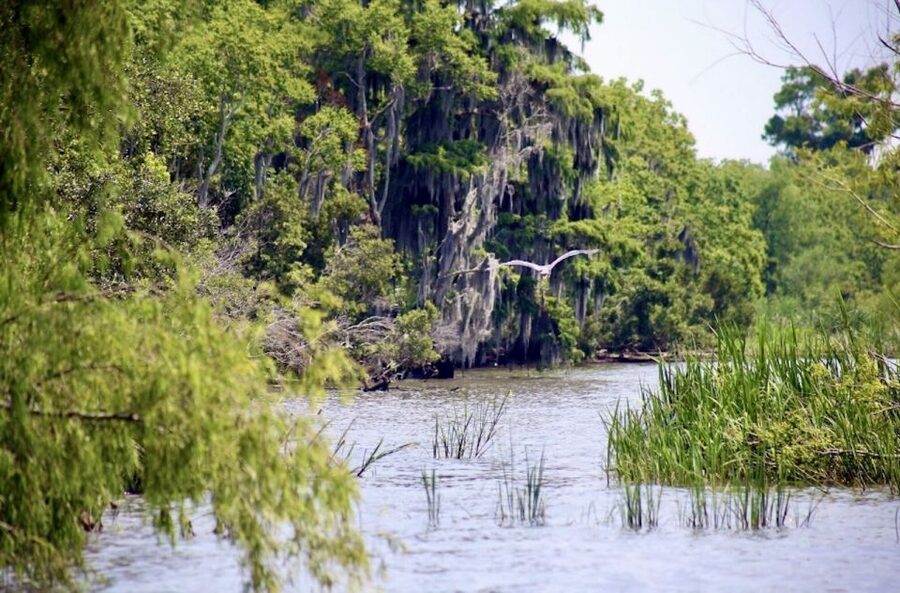 New Orleans: Swamp Tour on Covered Pontoon Boat - Local Stories Make the Slow Ride Matter