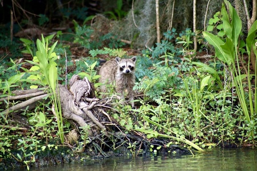 New Orleans: Swamp Tour on Covered Pontoon Boat - How Long the Tour Really Takes