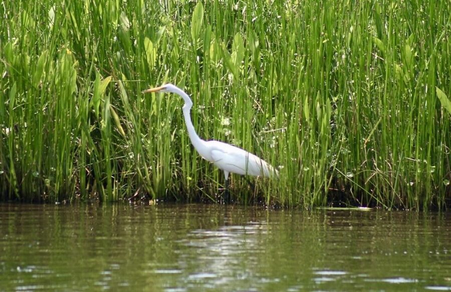 New Orleans: Swamp Tour on Covered Pontoon Boat - Is $35 a Good Deal?