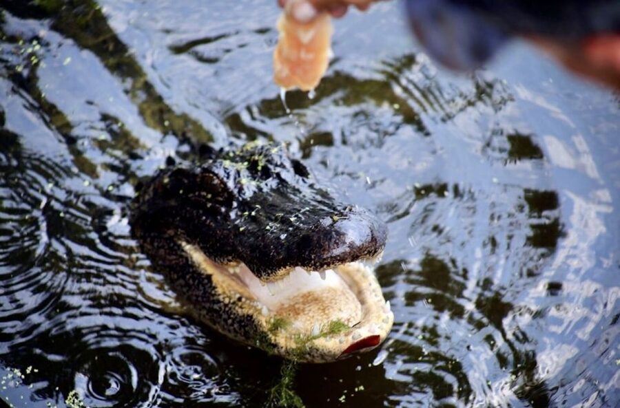 New Orleans: Swamp Tour on Covered Pontoon Boat - Picking the Right Season and Clothing