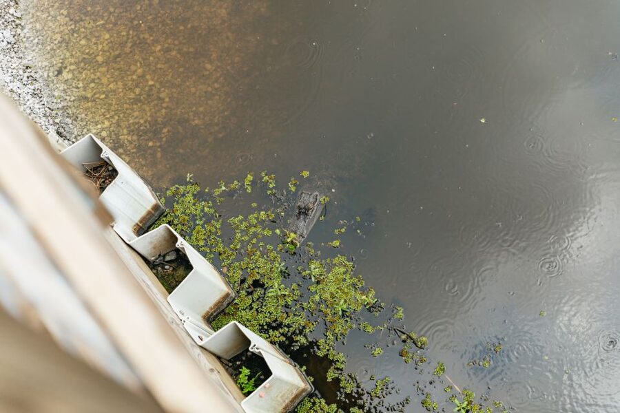 New Orleans: Swamp Zipline Tour - From New Orleans to Frenier and Lake Pontchartrain