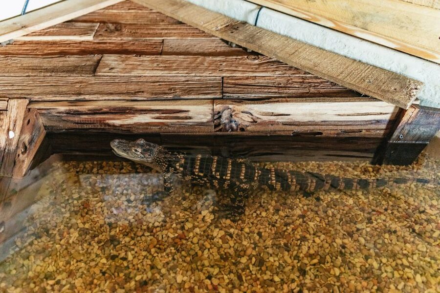 New Orleans: Swamp Zipline Tour - What to wear and carry