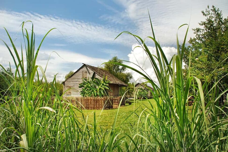 New Orleans: Whitney Plantation Tour with Transportation - The optional Manchac Swamp boat trip
