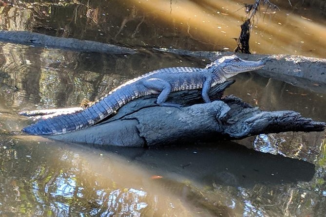 Oak Alley Plantation and Large Airboat Swamp Tour from New Orleans - Making the most of two hours at Oak Alley