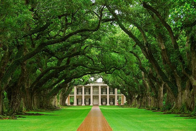 Oak Alley Plantation and Swamp Boat Tour from New Orleans - Walking beneath Oak Alley’s oaks