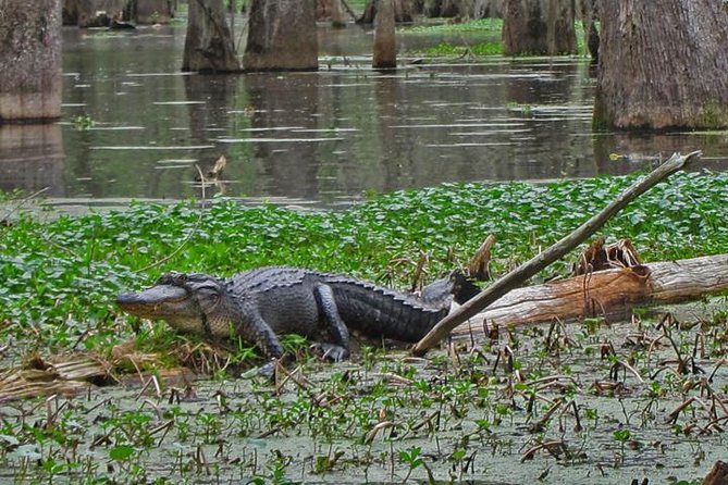 Oak Alley Plantation and Swamp Boat Tour from New Orleans - How likely are you to see an alligator?