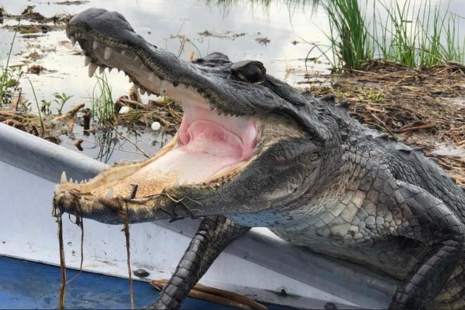 Small-Group Airboat Swamp Tour with Downtown New Orleans Pickup - What the small airboat adds