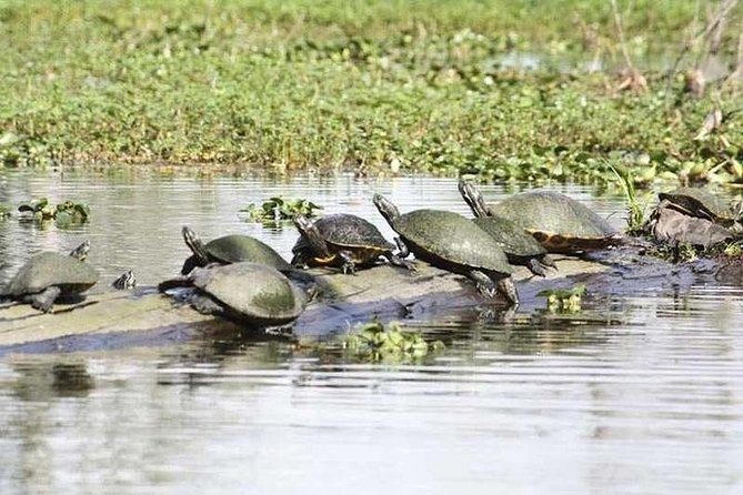 Small-Group Airboat Swamp Tour with Downtown New Orleans Pickup - Timing, weather, and what to bring
