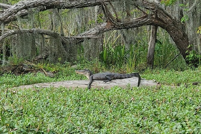 Small-Group Manchac Swamp Kayak Tour - How much time and effort the tour really takes