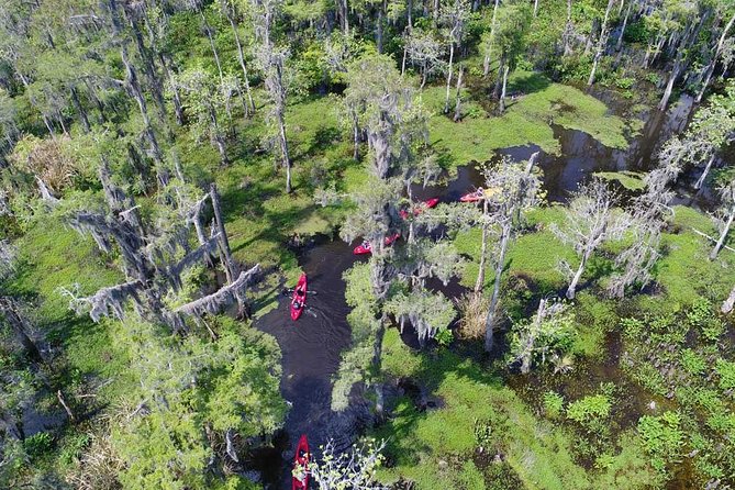 Small-Group Manchac Swamp Kayak Tour - Cypress corridors and narrow swamp channels